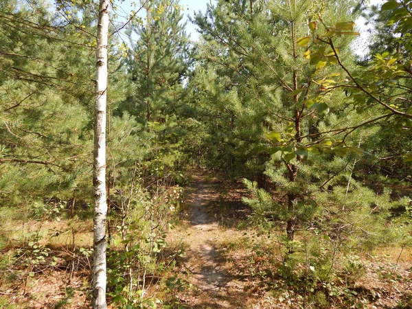 Bos Landschap Bomen Behang Boom — Stockfoto