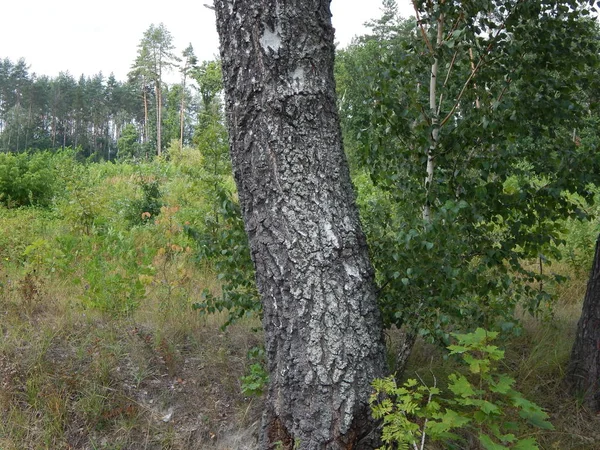 森の景色の木ツリーを壁紙します — ストック写真