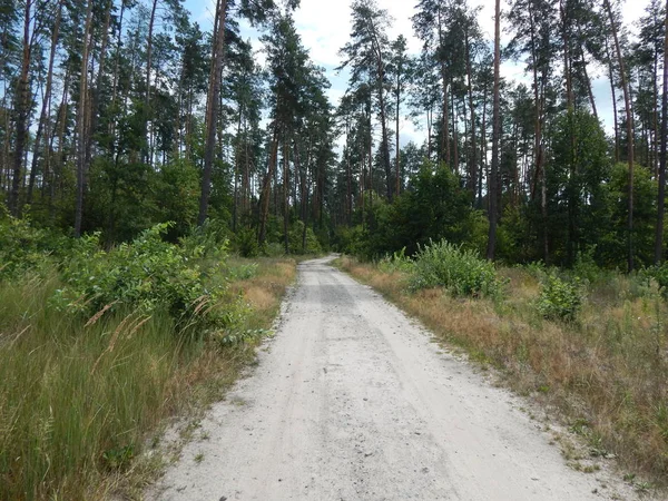 Лісові Ландшафтні Дерева Шпалери Дерево — стокове фото