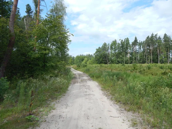 Orman manzara ağaçlar ağaç duvar kağıdı