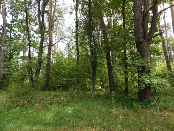 Forêt Paysage Arbres Papier Peint Arbre — Photo