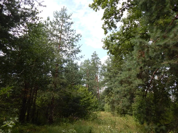 Wald Landschaft Bäume Tapete Der Baum — Stockfoto