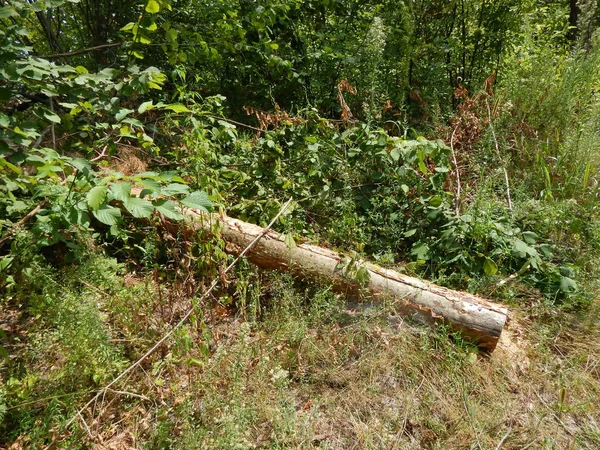 Foresta Paesaggio Alberi Carta Parati Albero — Foto Stock