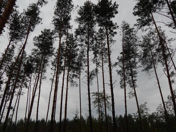 Floresta Árvores Paisagem Papel Parede Árvore — Fotografia de Stock