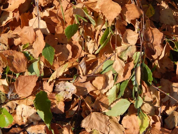 Egel Grond — Stockfoto