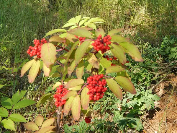 Het Eten Tuin Van Groenten Fruit — Stockfoto