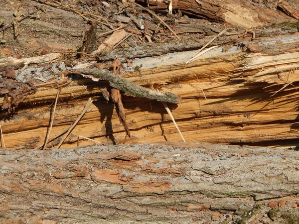 Wood Texture Timber Tree Felling — Stock Photo, Image