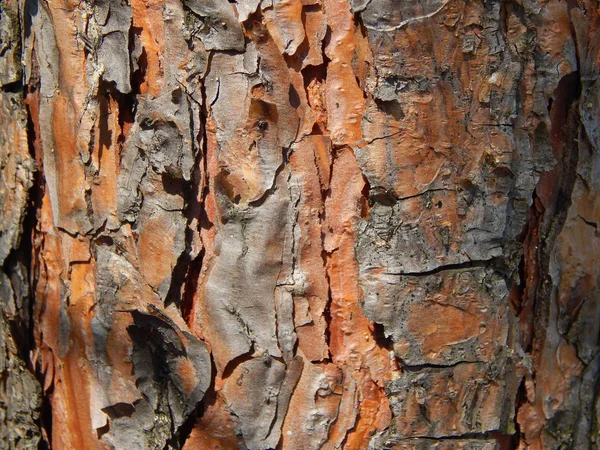 木材纹理木材砍伐 — 图库照片