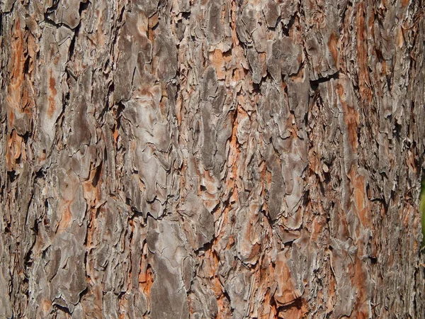 Madeira Textura Madeira Árvore Derrubando — Fotografia de Stock