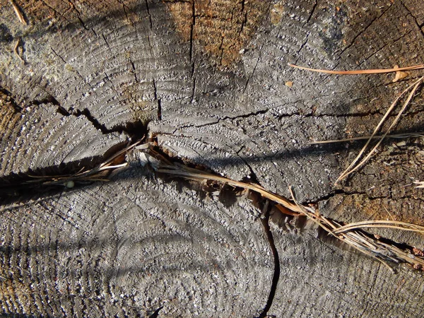 ウッド テクスチャ木材木伐採 — ストック写真