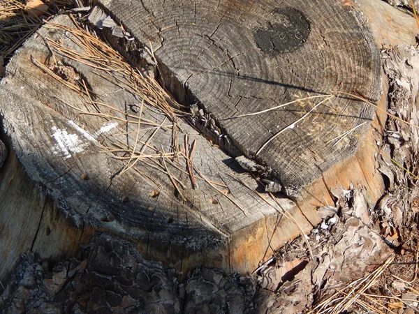Texture Bois Abattage Des Arbres — Photo
