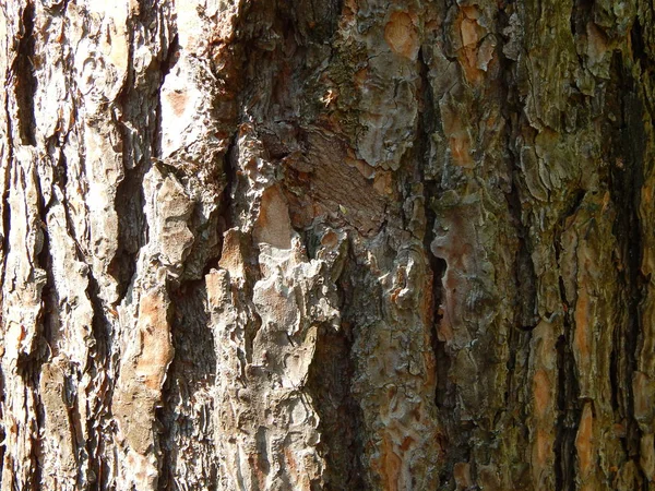 Kácení Dřeva Textury Dřeva — Stock fotografie