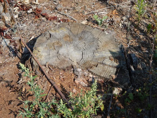 Ahşap doku Kereste ağaç Gaze.