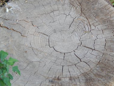 Ahşap doku Kereste ağaç Gaze.