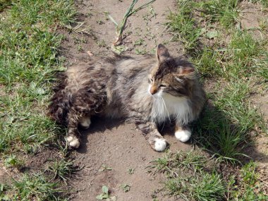 Yat, kedi kedi besleme