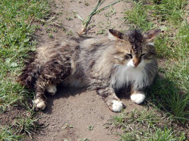 Yat, kedi kedi besleme