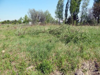 Yeşil dokular, bitkilerde Bahçe ve Sebze Bahçesi