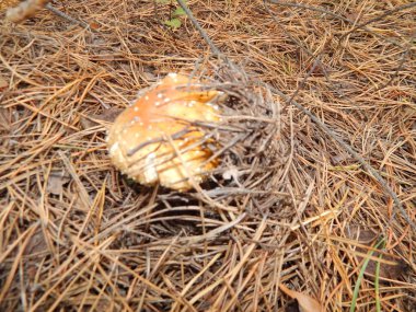 Malzeme çekme mantarlar yenilebilir ve değil çok ormanda