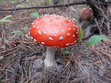 Malzeme çekme mantarlar yenilebilir ve değil çok ormanda