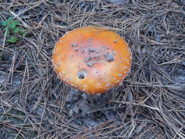 Malzeme çekme mantarlar yenilebilir ve değil çok ormanda