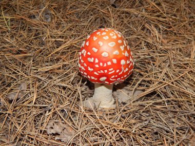 Malzeme çekme mantarlar yenilebilir ve değil çok ormanda