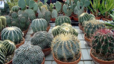 Buketler çiçek arka plan, beyaz, güzel  