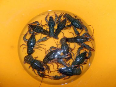 Tatil için farklı gıda