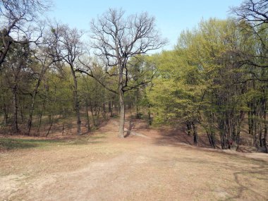 Arazi yüzeyi Orman Gölü