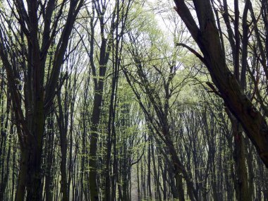 Arazi yüzeyi Orman Gölü