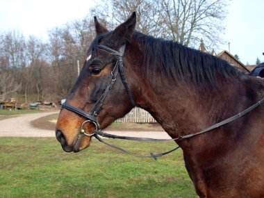 At kafası güzelmiş
