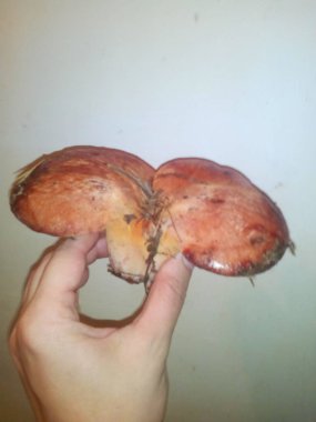 Çeşitli yemek pişirme ve natürmort