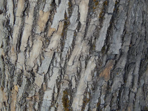 ウッド テクスチャ木材木伐採 — ストック写真