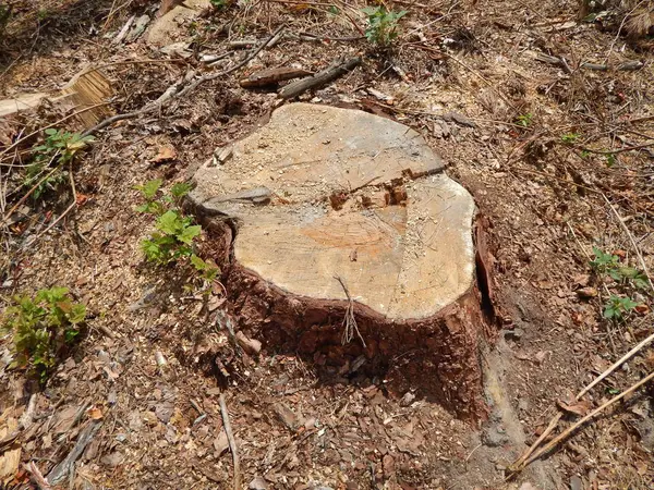 Madera Textura Madera Árbol Tala — Foto de Stock