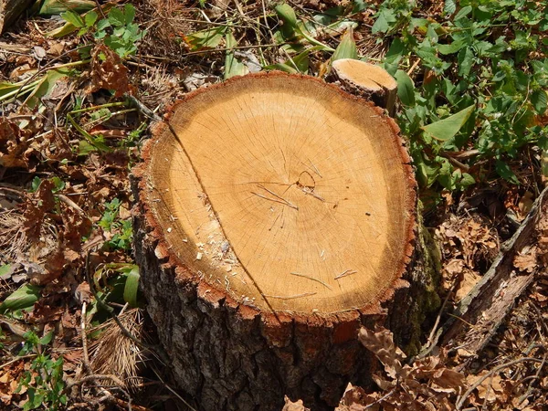 Madera Textura Madera Árbol Tala — Foto de Stock