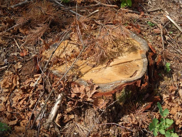 Houtstructuur Hout Boom Kappen — Stockfoto