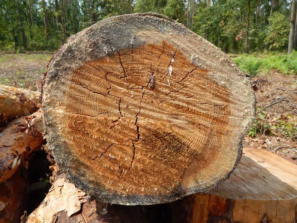 Kácení Dřeva Textury Dřeva — Stock fotografie