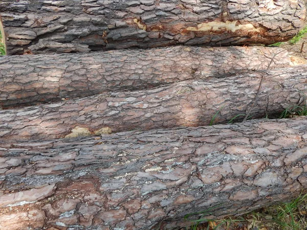 나무 질감 목재 나무 벌목 — 스톡 사진