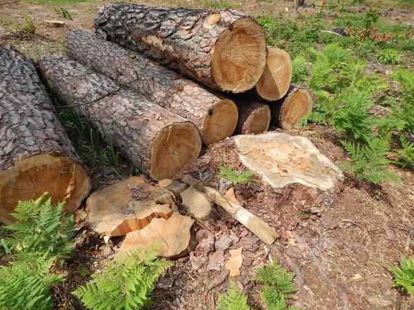 Madera textura madera árbol tala — Foto de Stock