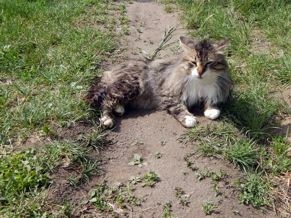 Cat on the ground, feeding a cat