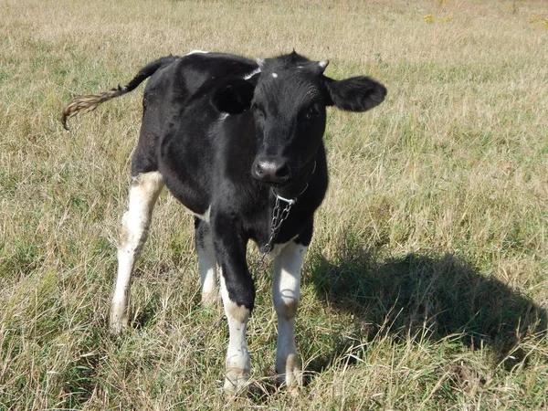 Touro Pastando Campo Grama — Fotografia de Stock