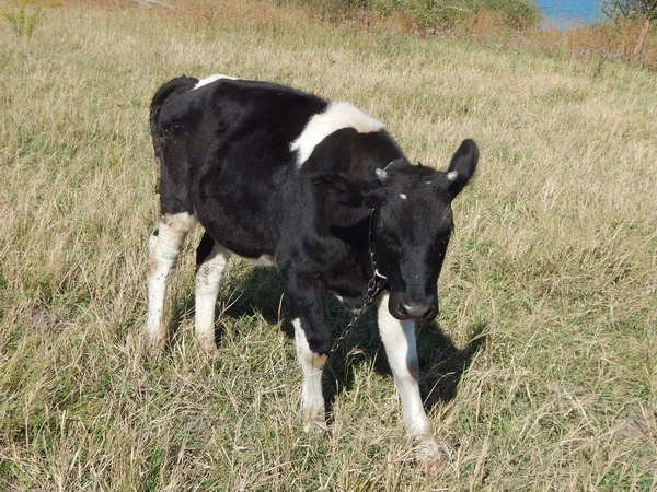 Bull Grazing Field Grass — Stock Photo, Image