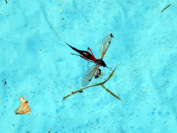 Los insectos nadan en la piscina. —  Fotos de Stock