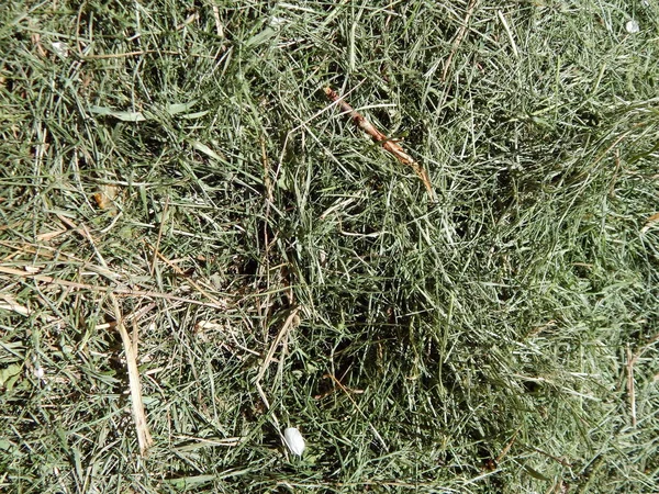 緑の芝生のテクスチャ — ストック写真