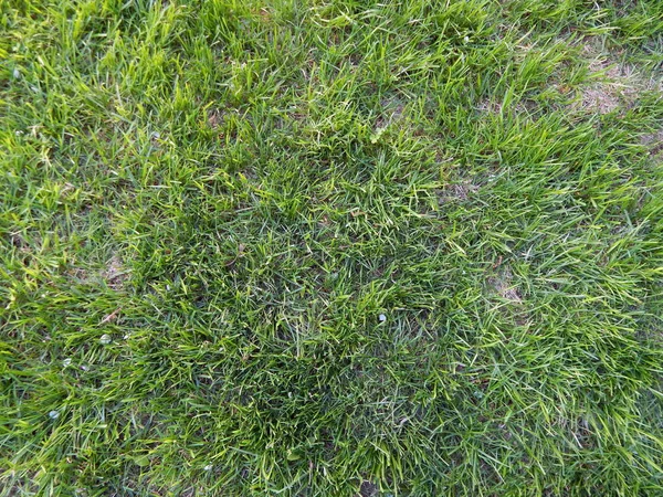 Texture of a green lawn — Stock Photo, Image