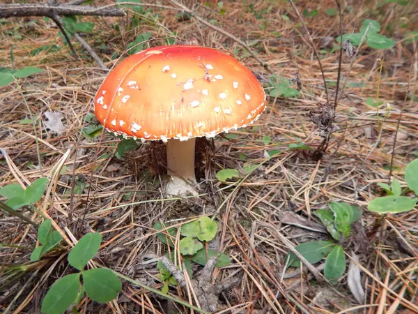Pilze Sammeln Essbar Und Nicht Sehr Wald — Stockfoto