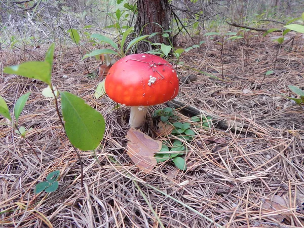 Cueillette Champignons Comestibles Pas Très Dans Les Bois — Photo