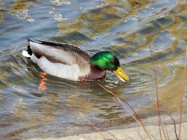 Vögel Der Voliere Und Nach Belieben — Stockfoto