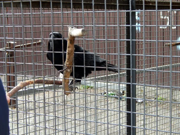 Birds Aviary — Stock Photo, Image