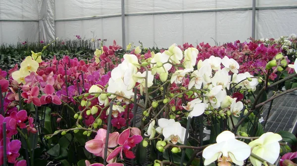 Bouquets Fiori Sfondo Bianco Bello — Foto Stock