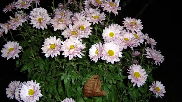 Boeketten Van Bloemen Achtergrond Wit Mooi — Stockfoto